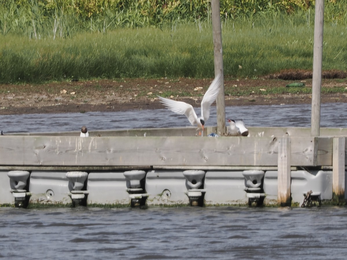 Common Tern - ML637361762