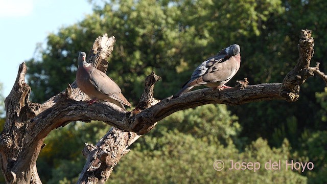 Common Wood-Pigeon - ML637361843