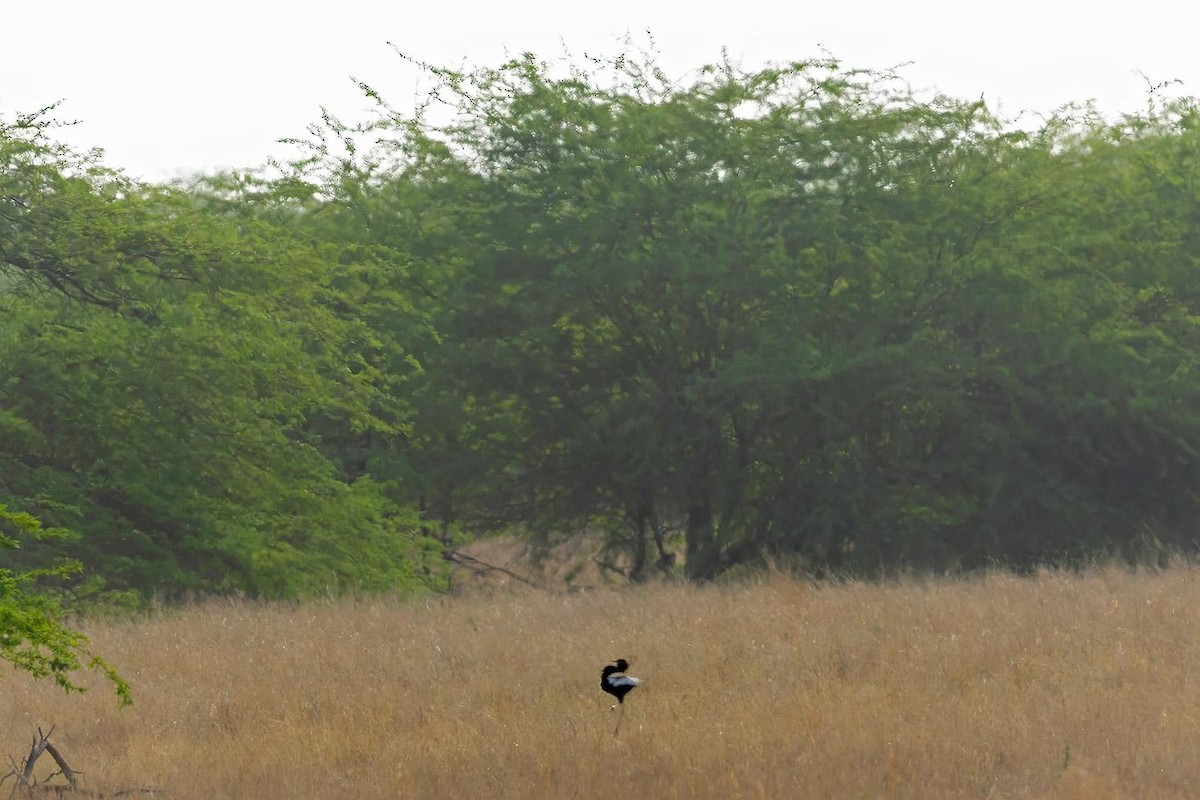 Lesser Florican - ML637361898