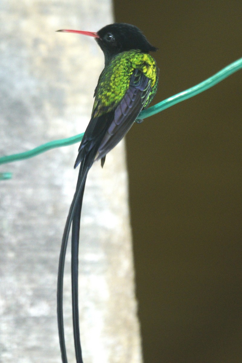 Red-billed Streamertail - ML637362017