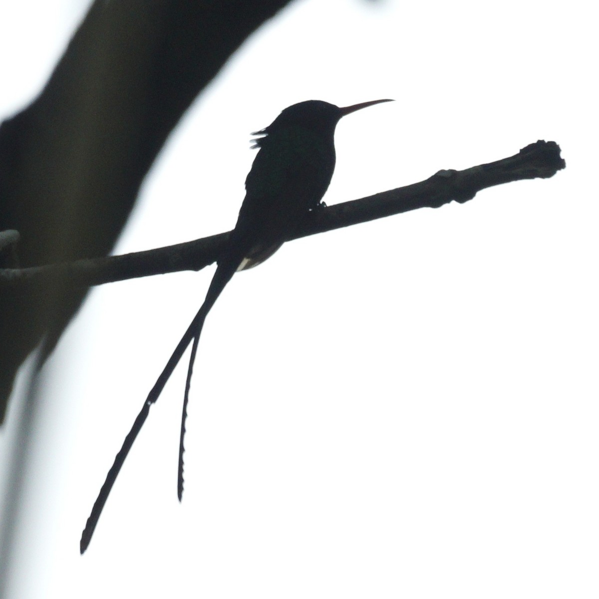 Red-billed Streamertail - ML637362018