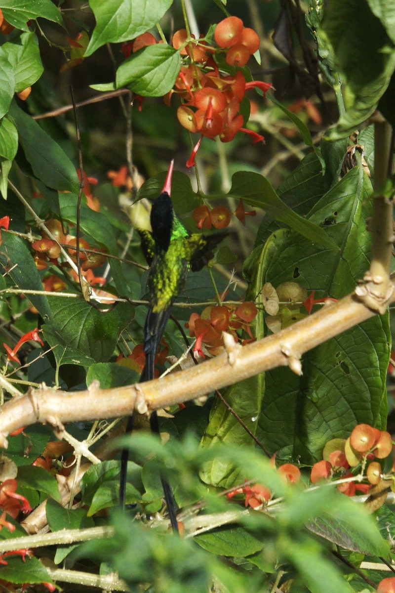 Red-billed Streamertail - ML637362020