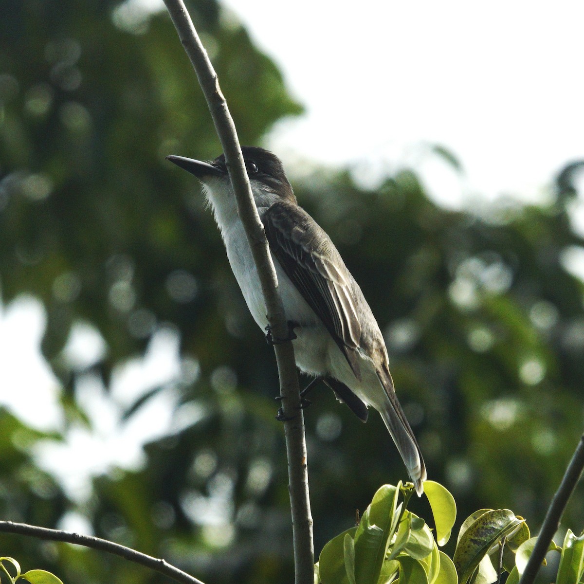 Loggerhead Kingbird - ML637362028