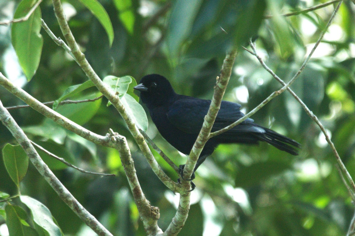 Shiny Cowbird - ML637362039