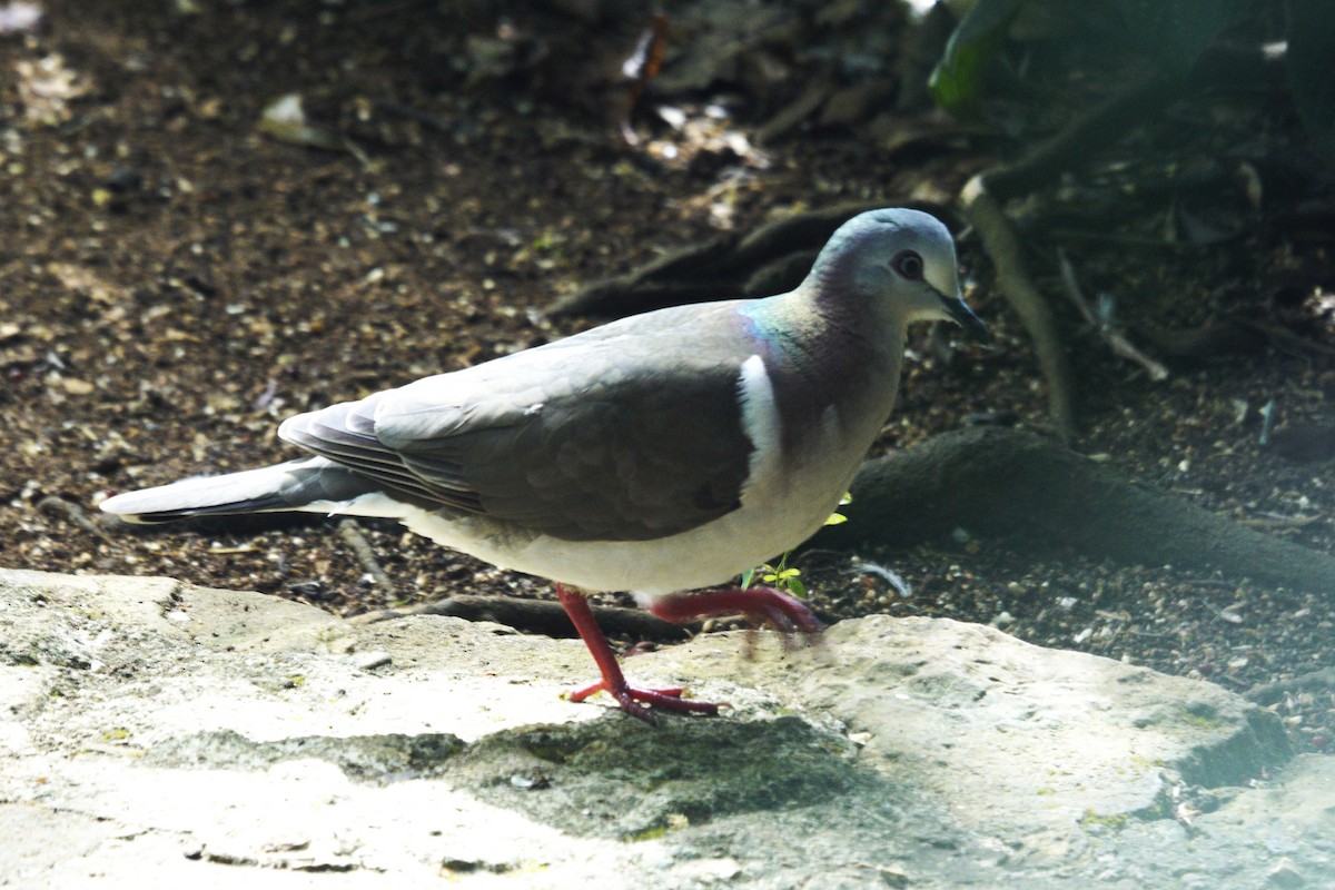 Caribbean Dove - ML637362046