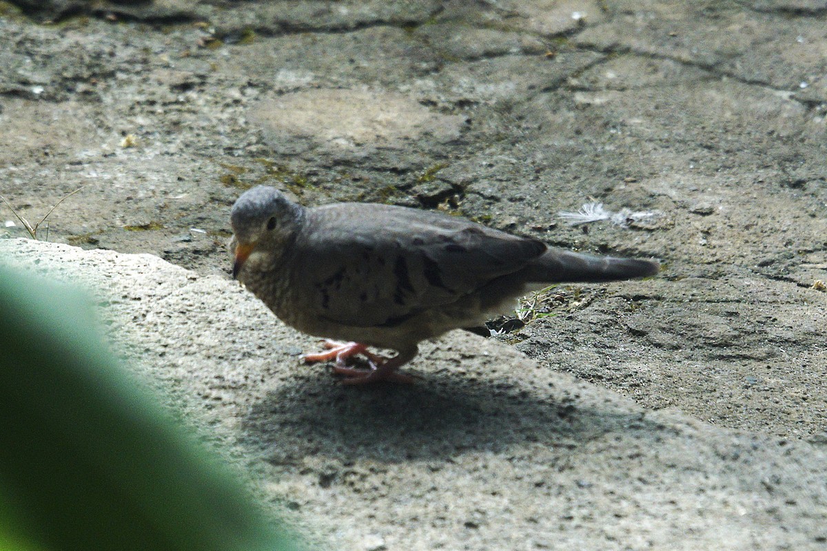 Common Ground Dove - ML637362068