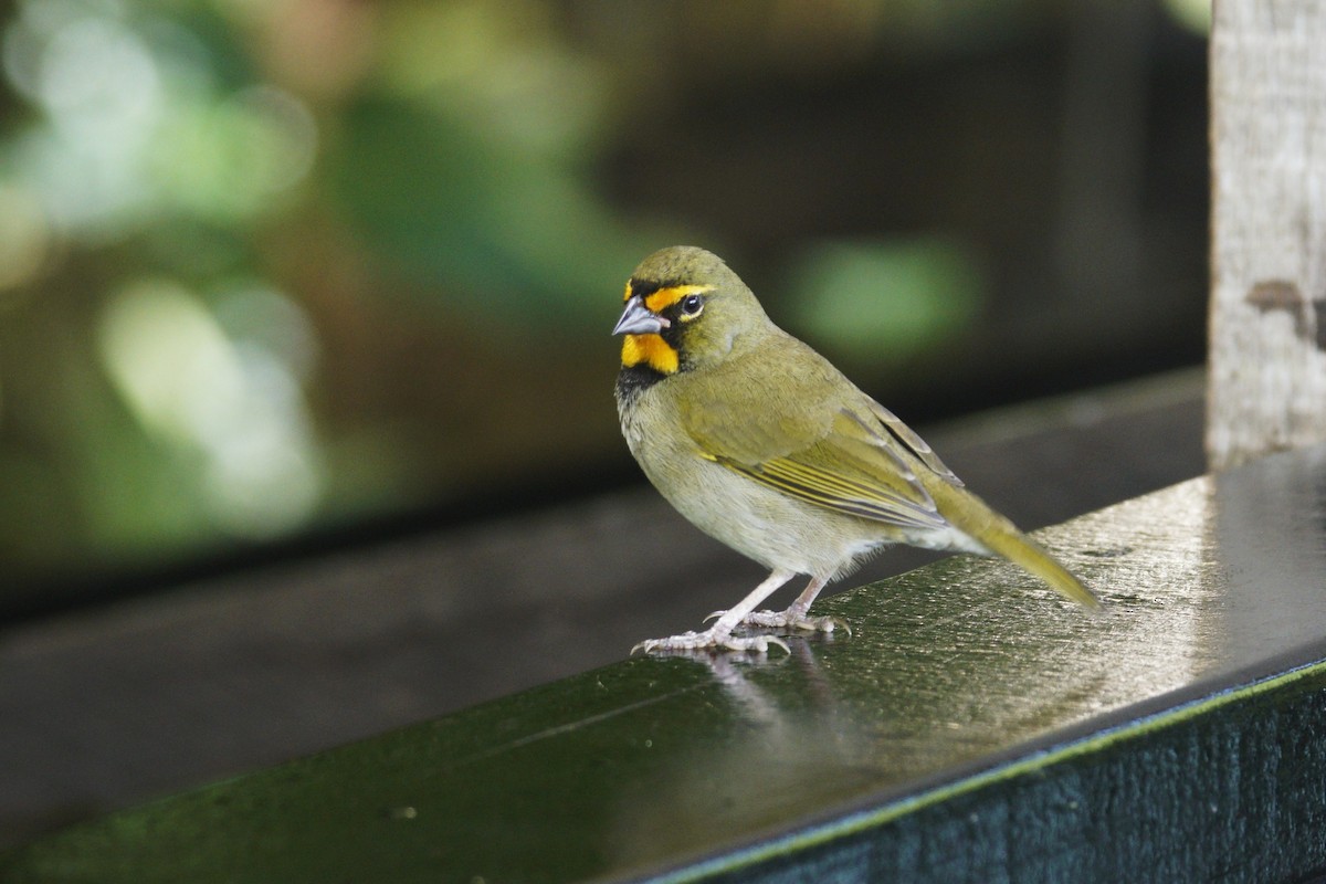 Yellow-faced Grassquit - ML637362076
