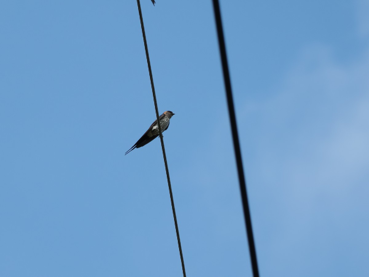 Eastern Red-rumped Swallow (Striated) - ML637362103