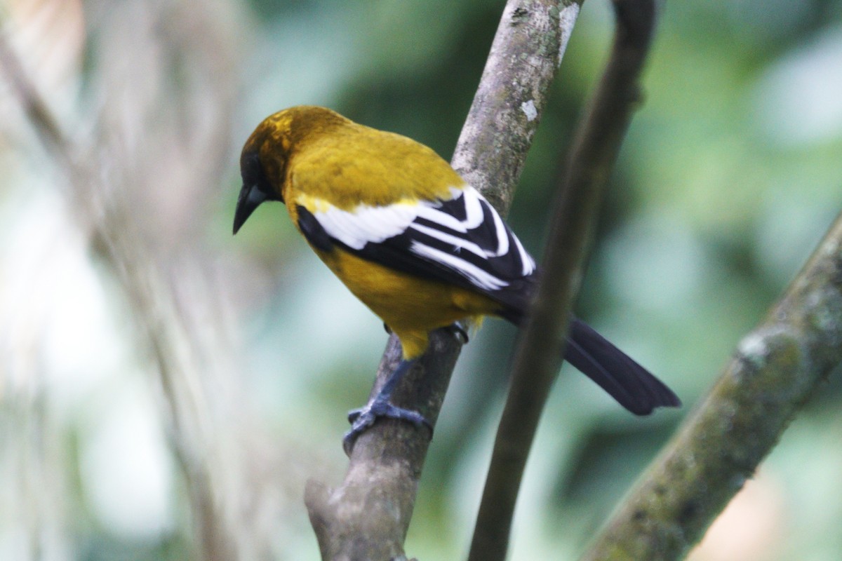 Jamaican Oriole - ML637362105