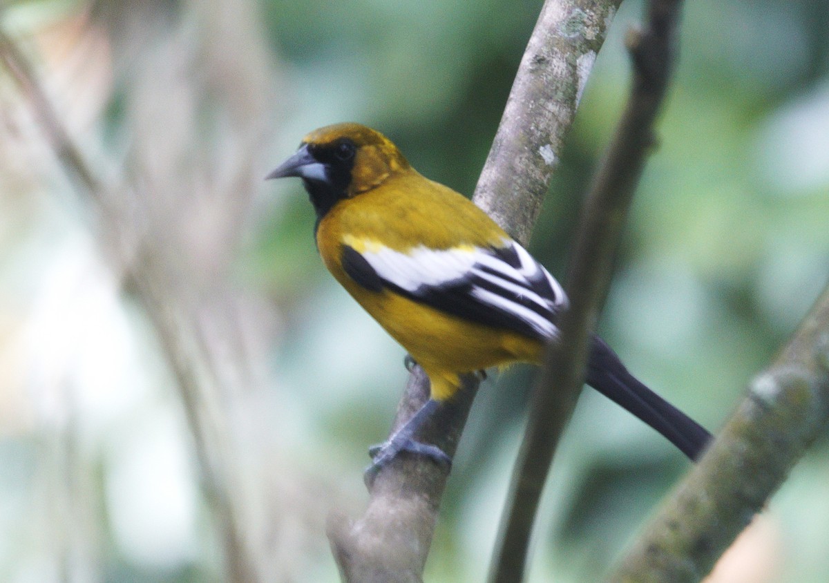 Jamaican Oriole - ML637362106
