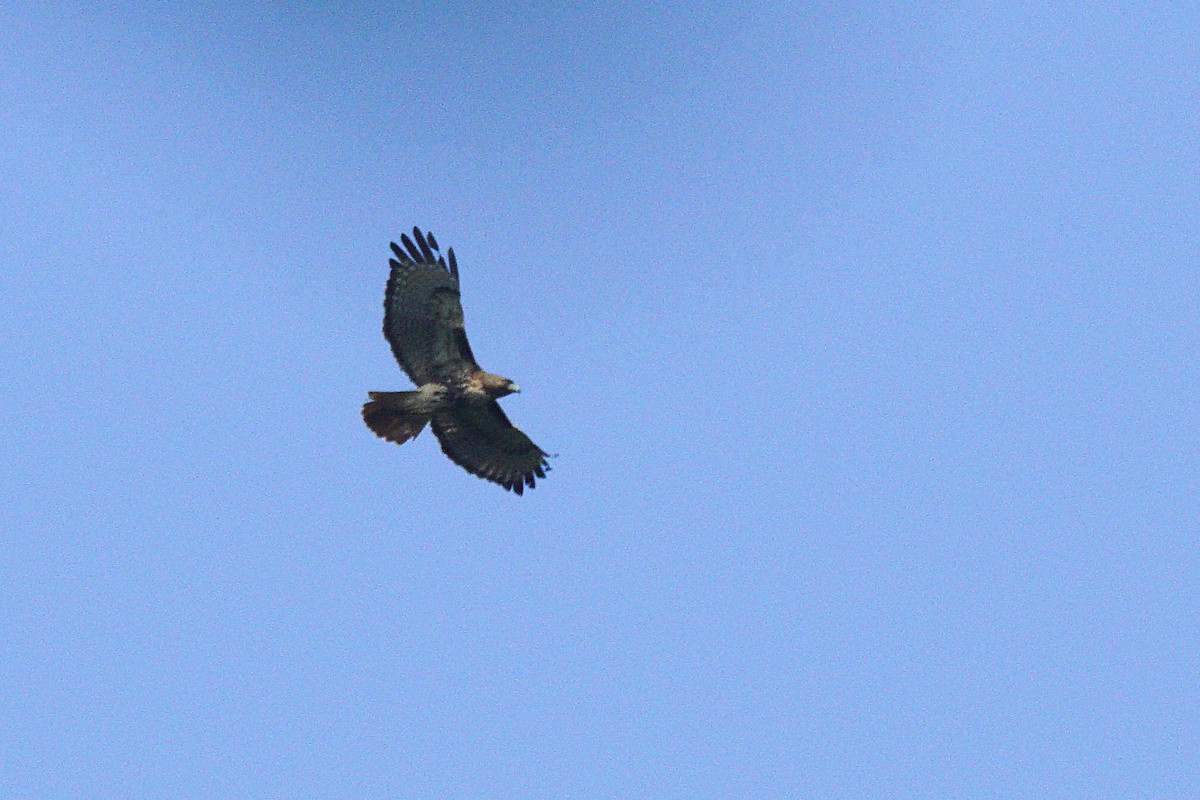Red-tailed Hawk - ML637362108
