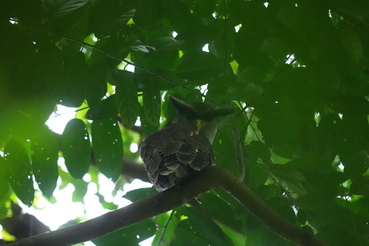 Barred Eagle-Owl - ML637362148