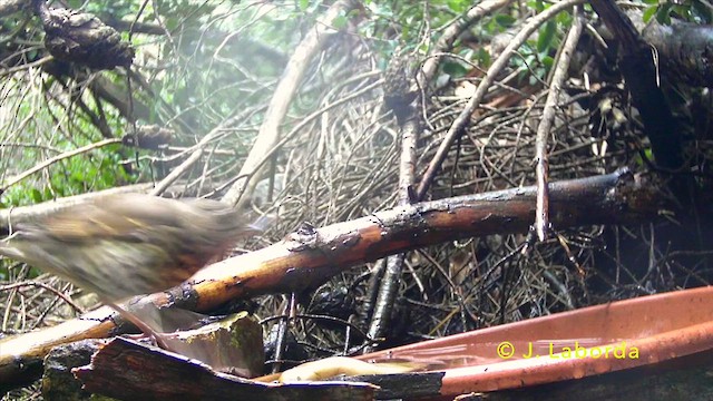 Song Thrush - ML637362166