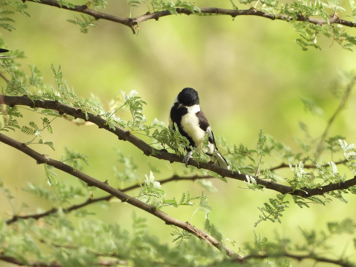 White-naped Tit - ML637362224
