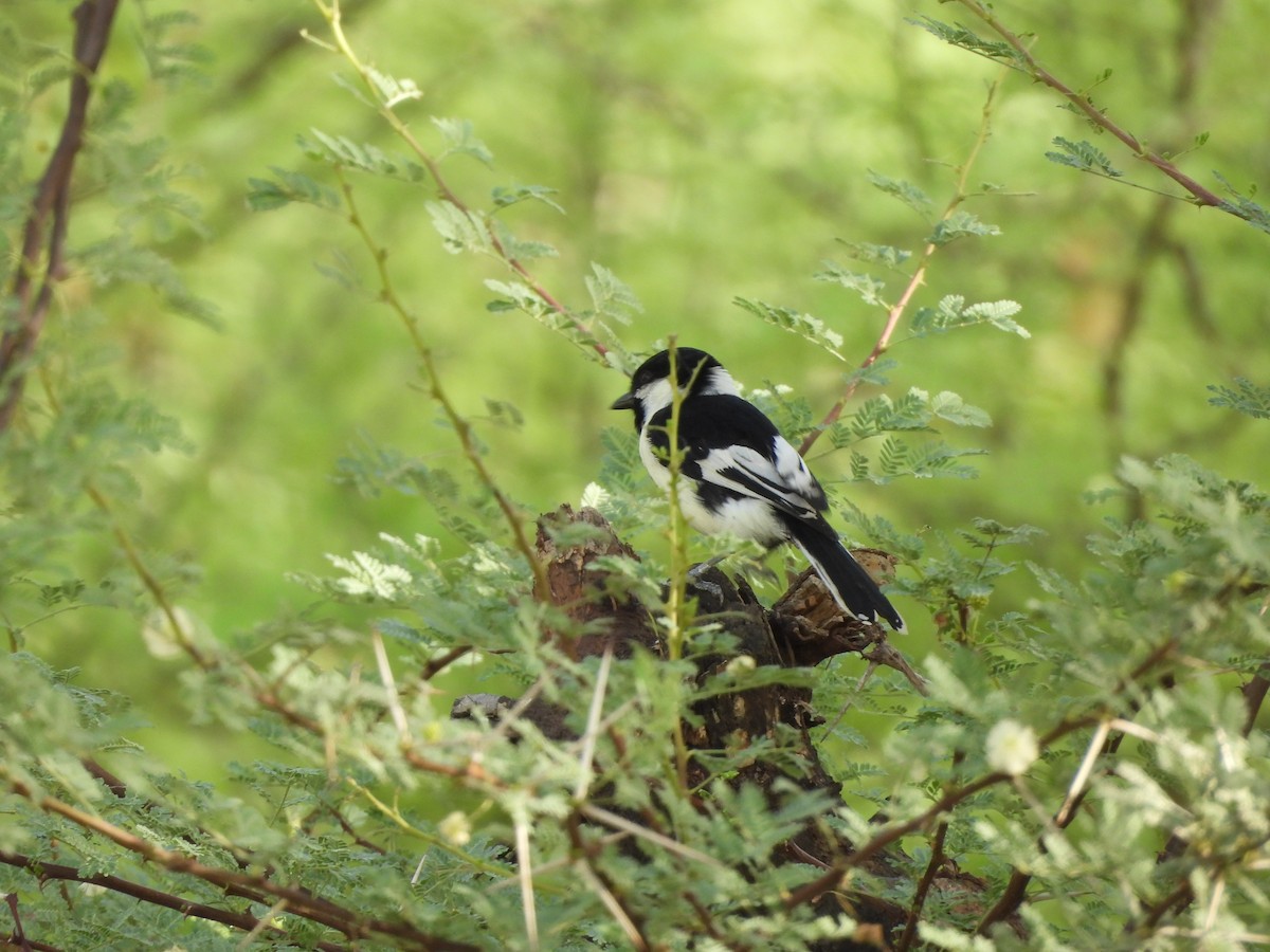 White-naped Tit - ML637362225