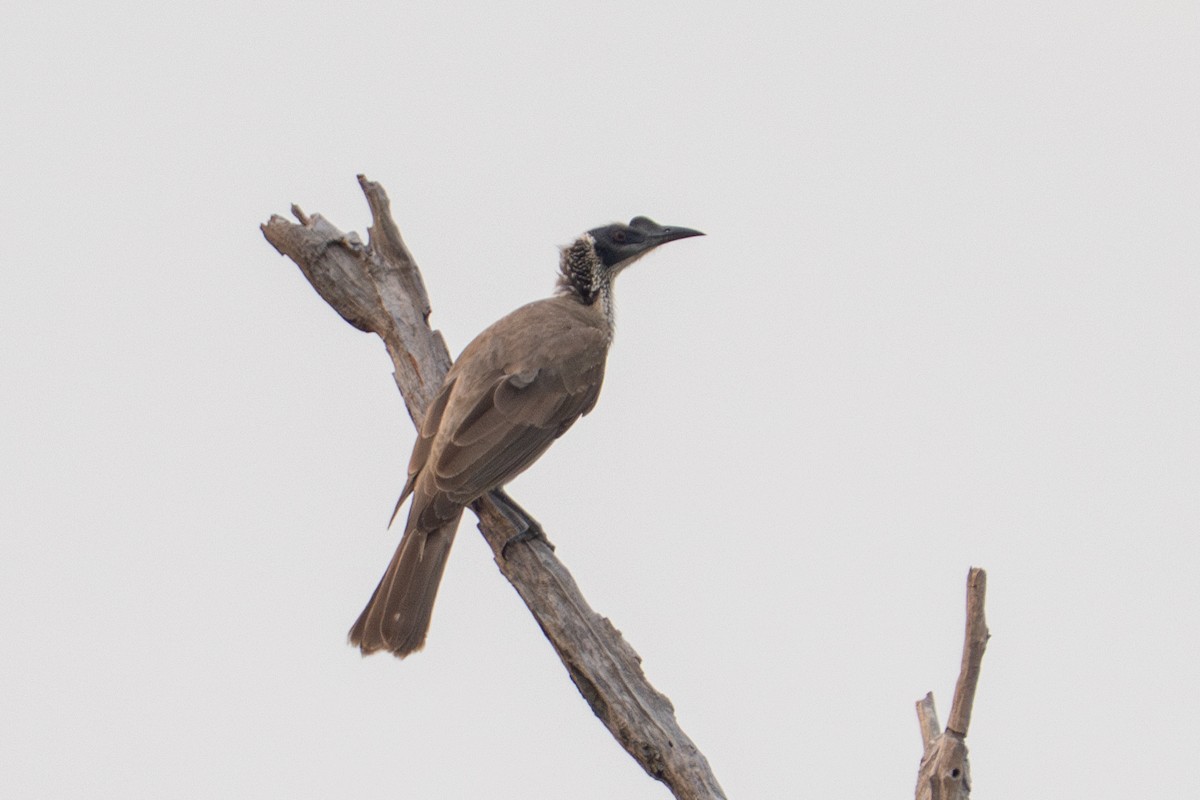 Silver-crowned Friarbird - ML637362274