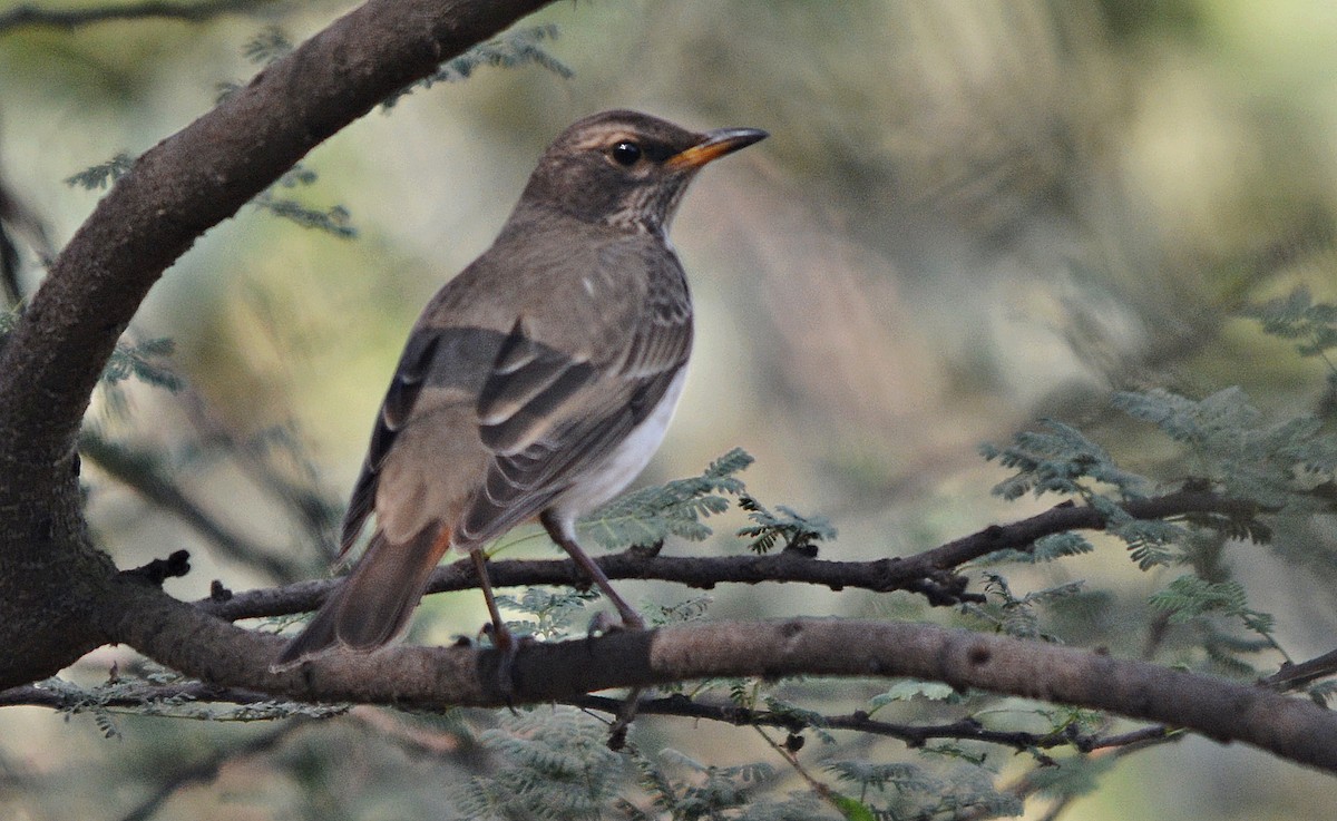 Black-throated Thrush - ML637362293