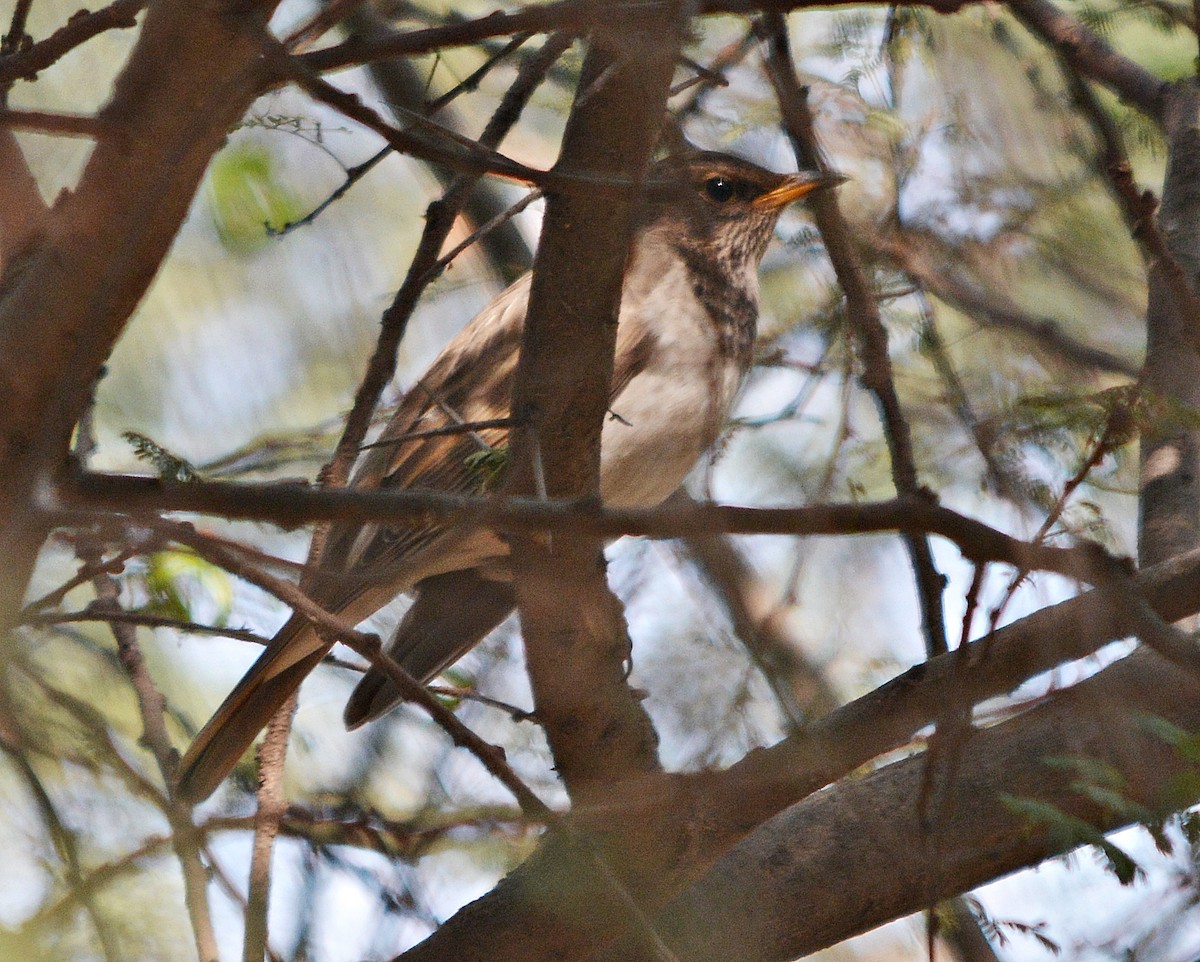 Black-throated Thrush - ML637362294