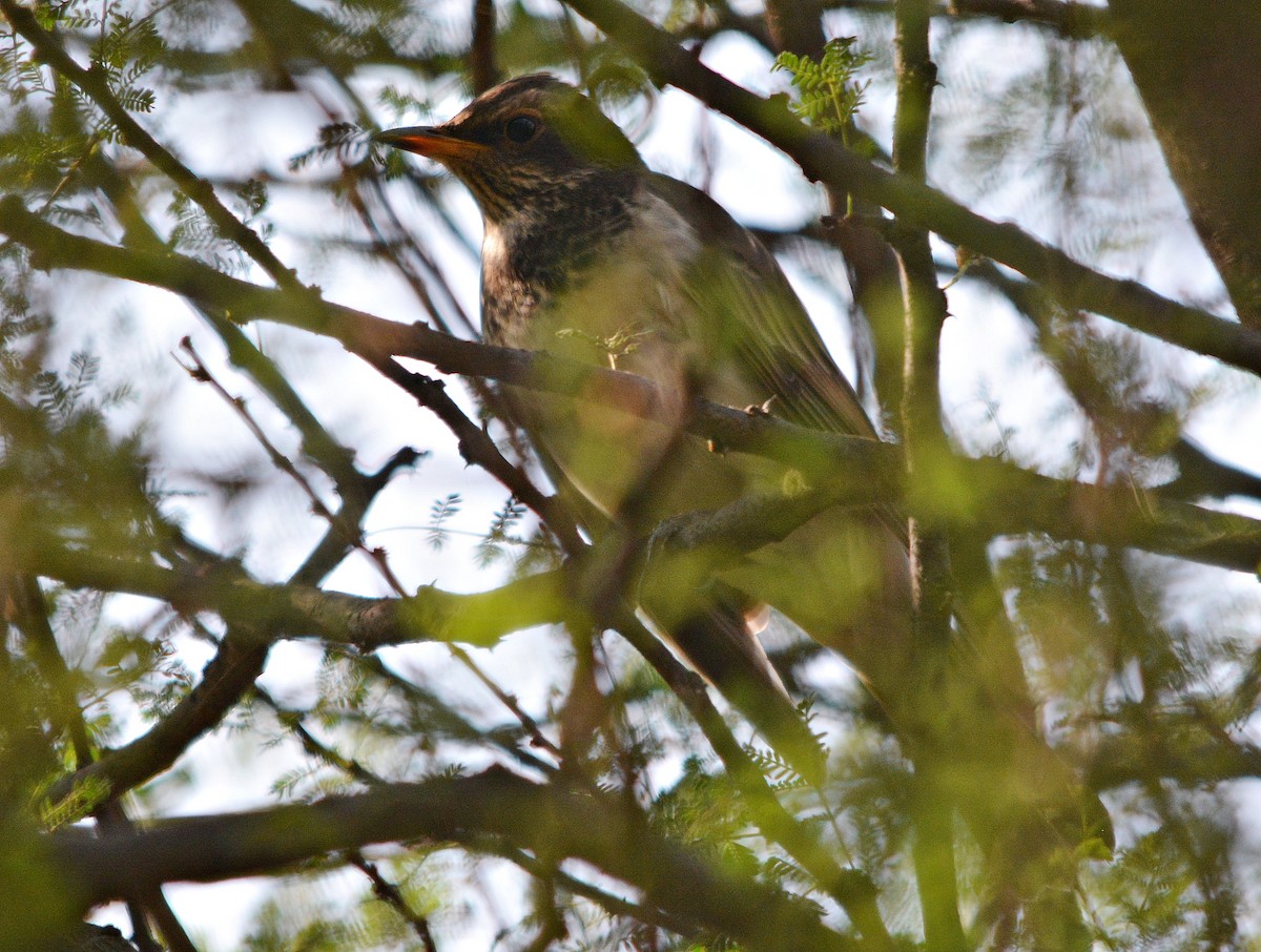 Black-throated Thrush - ML637362295