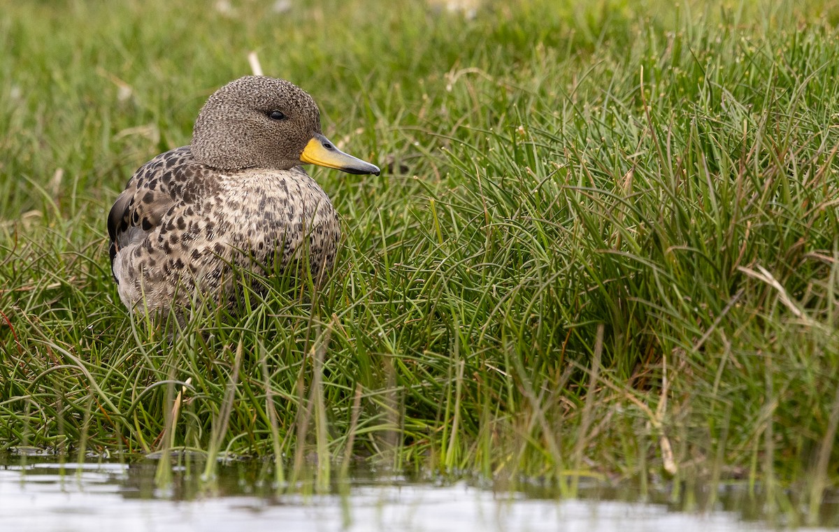 Yellow-billed Teal - ML637362314