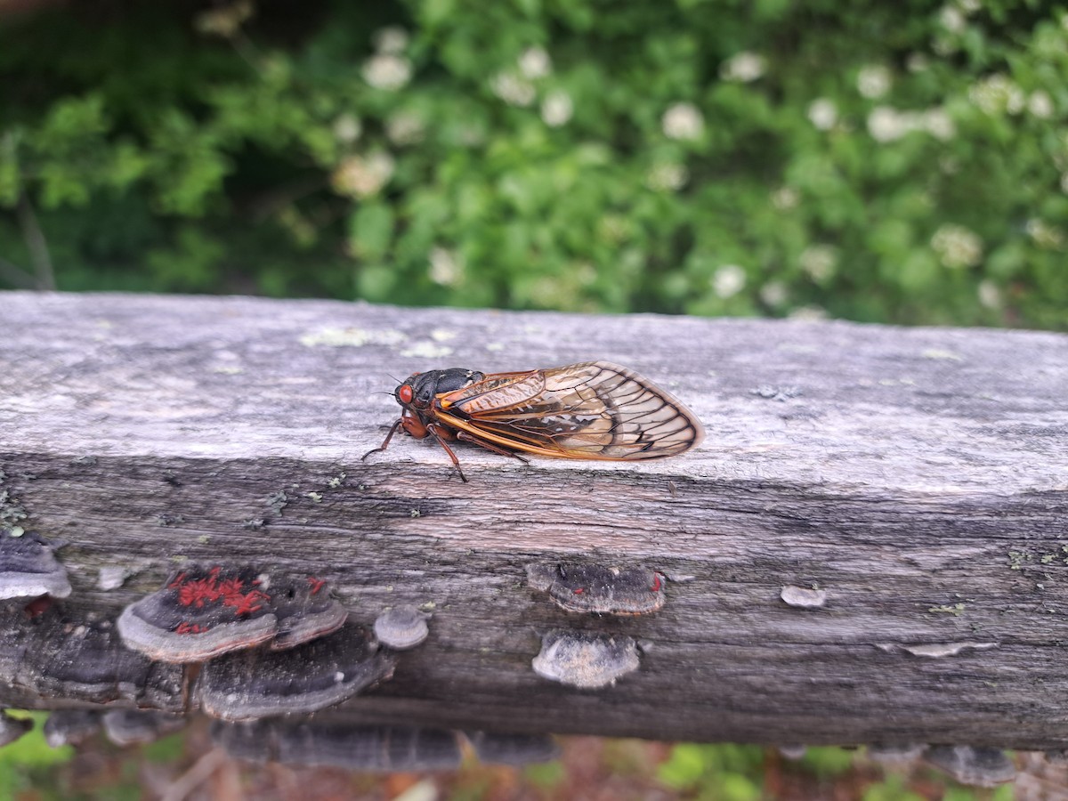 Animals - ML637362324