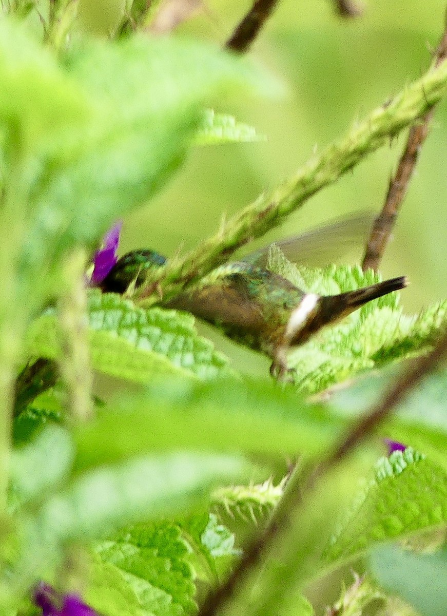 Black-crested Coquette - ML637362325
