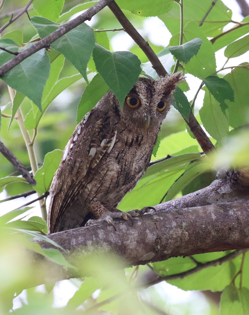 Pacific Screech-Owl - ML637362327