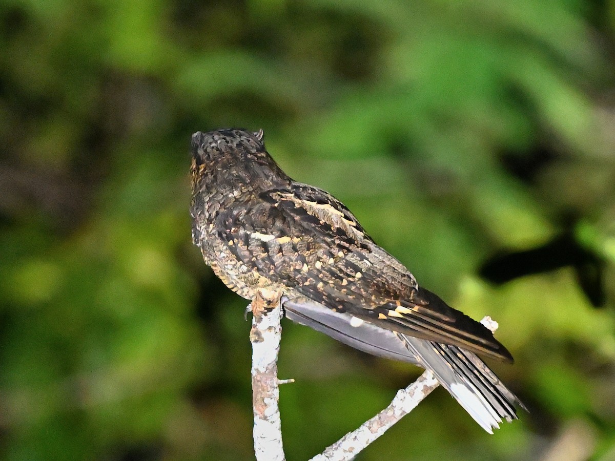 Andaman Nightjar - ML637362404