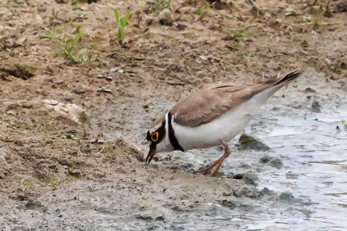 Little Ringed Plover - ML637362463