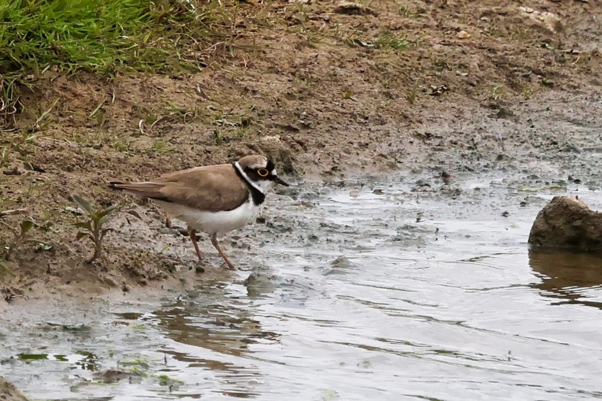 Little Ringed Plover - ML637362464
