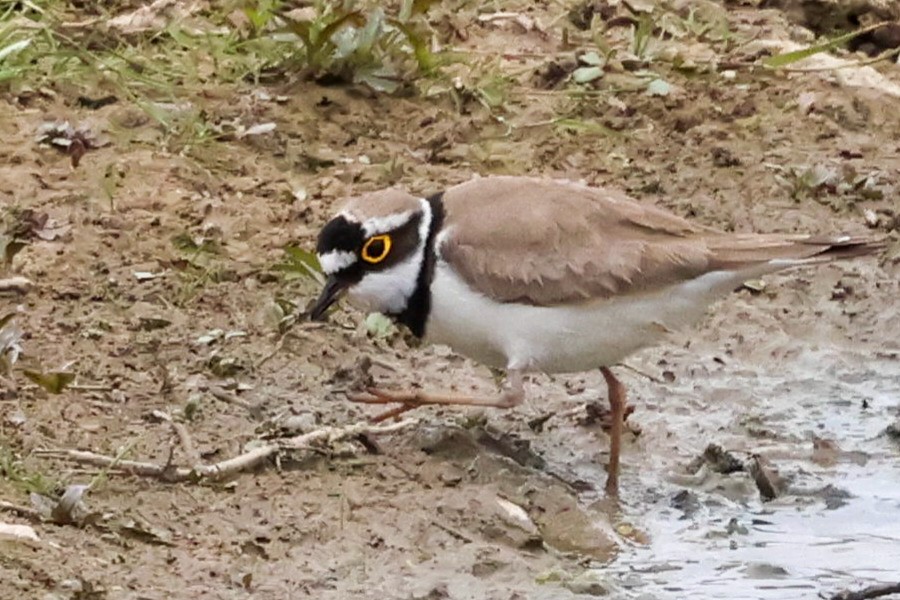 Little Ringed Plover - ML637362465
