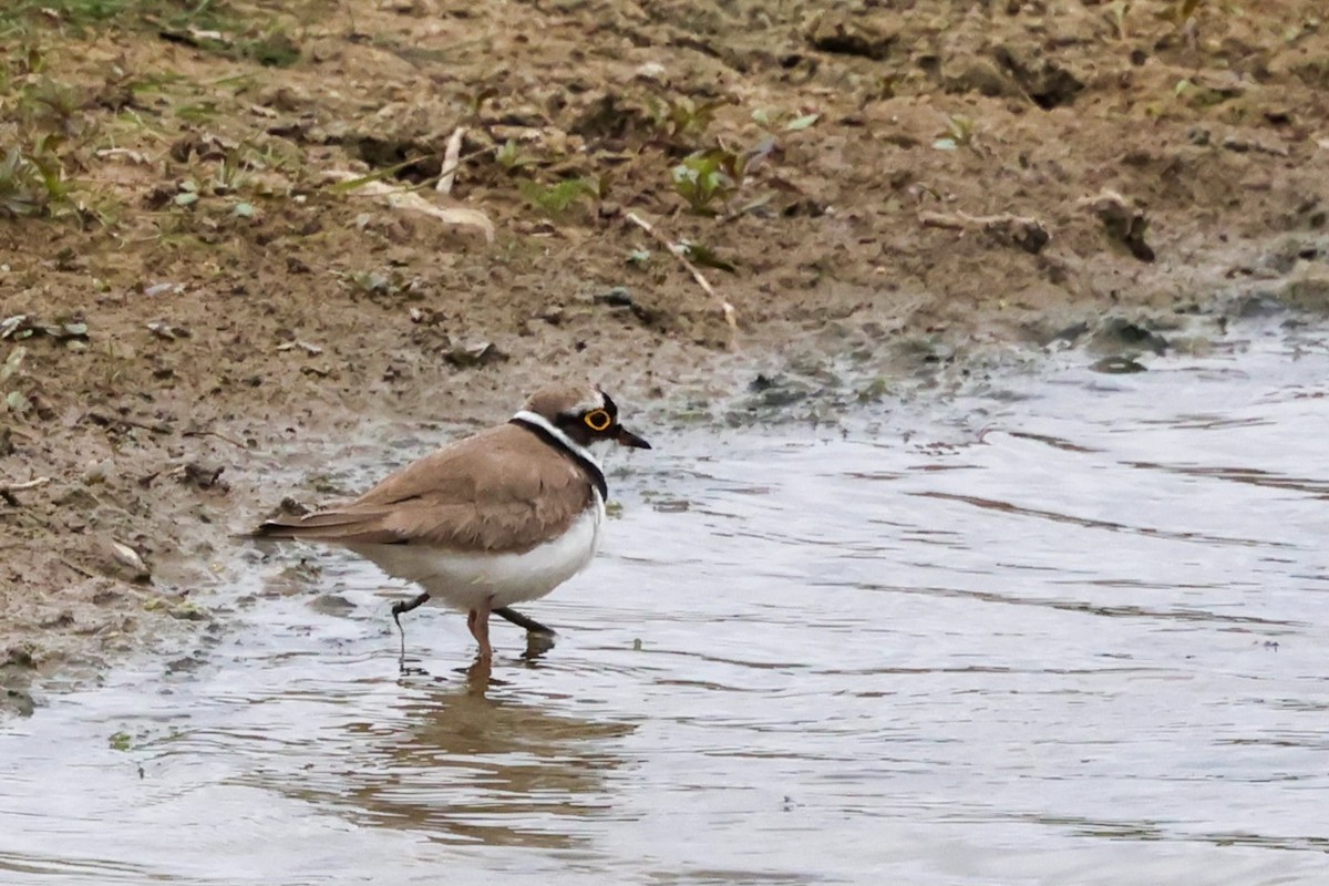 Little Ringed Plover - ML637362466