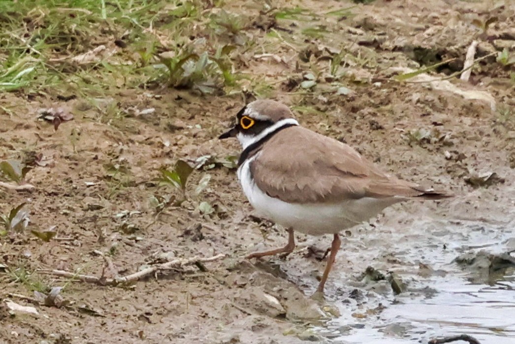 Little Ringed Plover - ML637362467