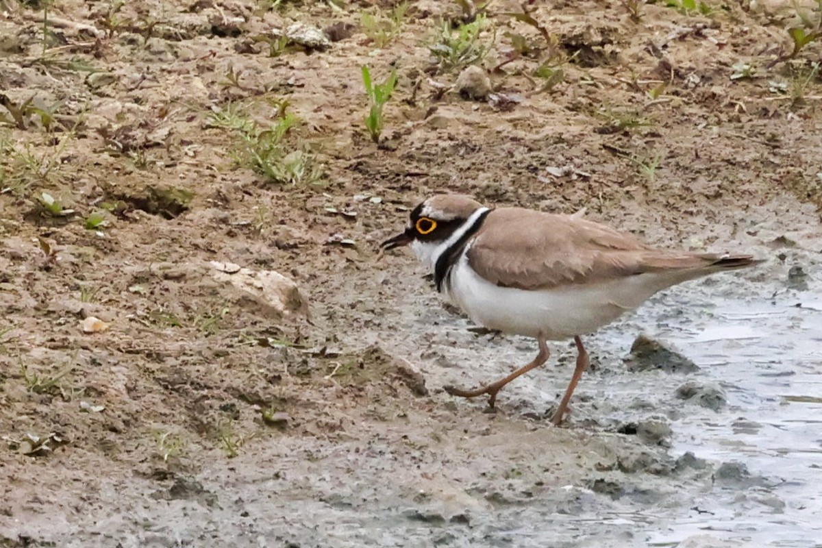 Little Ringed Plover - ML637362468