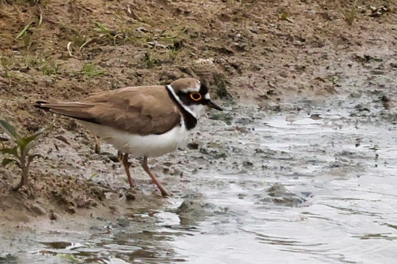 Little Ringed Plover - ML637362469
