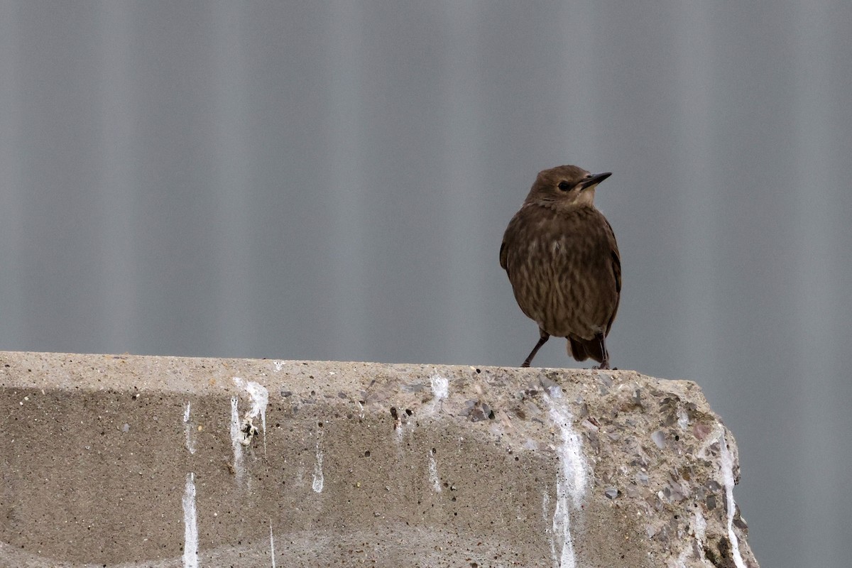 European Starling - ML637362486