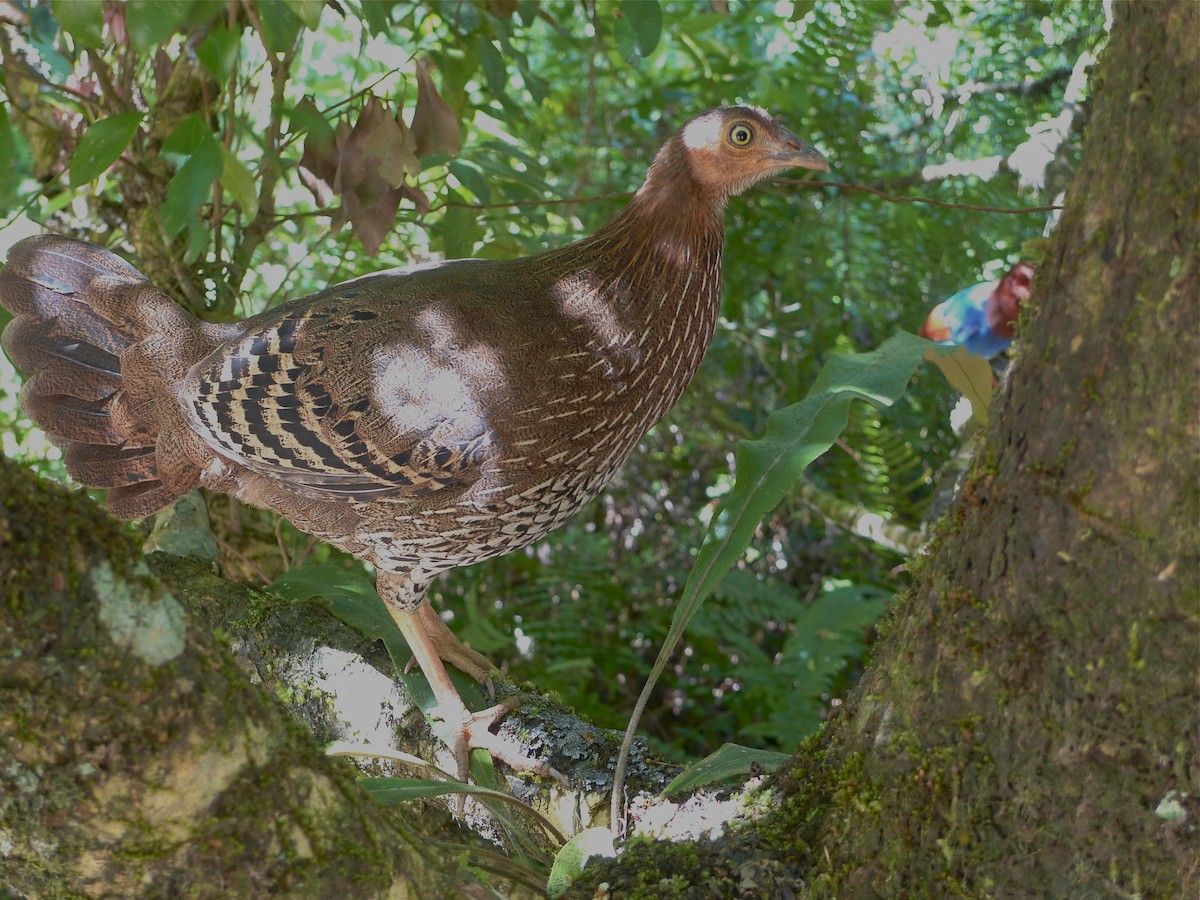 Sri Lanka Junglefowl - ML637362495