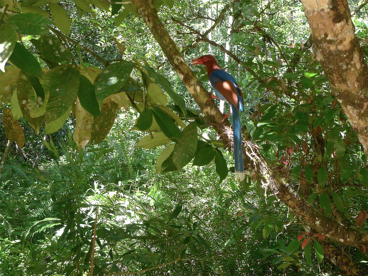 Sri Lanka Blue-Magpie - ML637362500