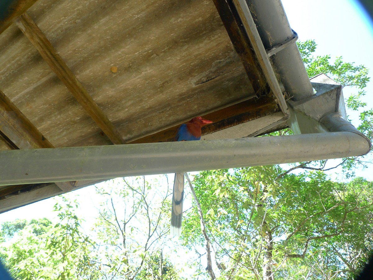 Sri Lanka Blue-Magpie - ML637362508