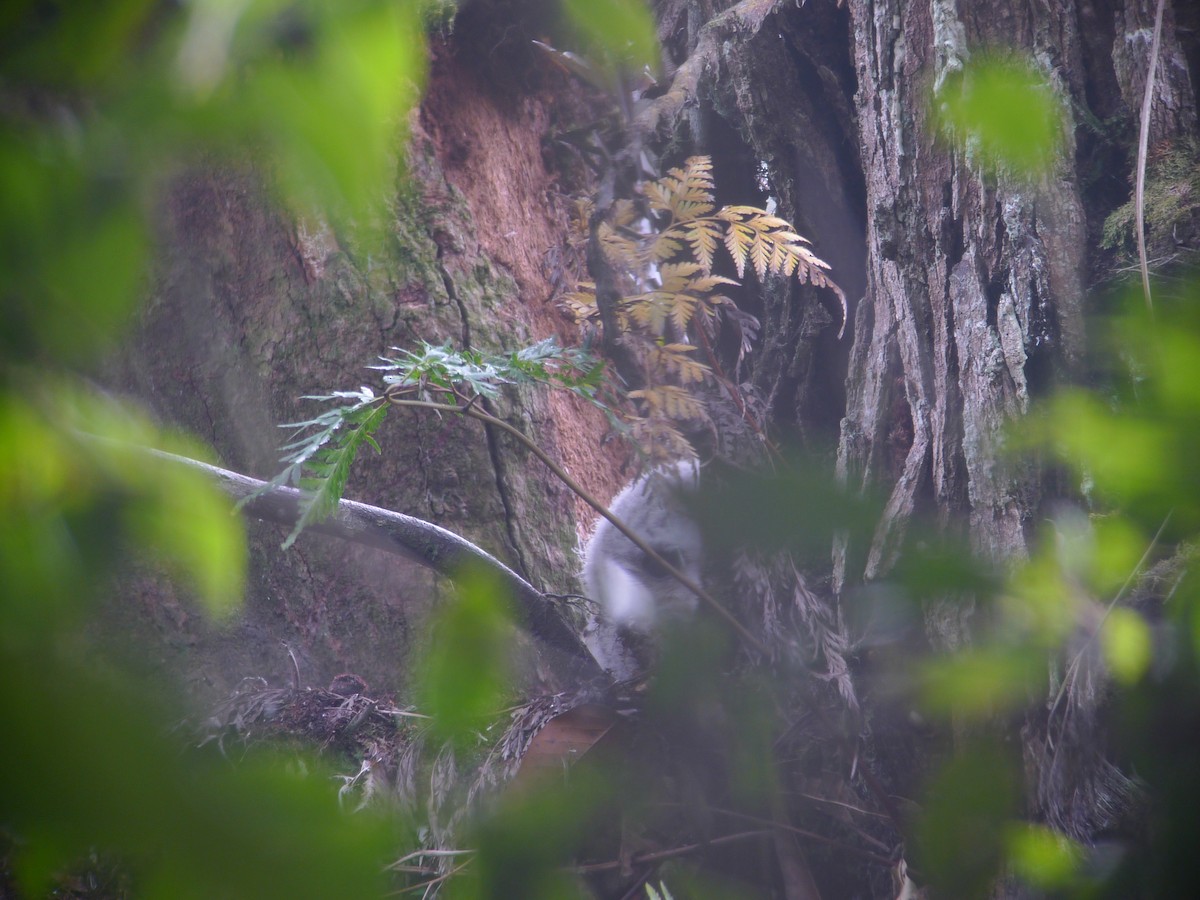 Spot-bellied Eagle-Owl - ML637362557