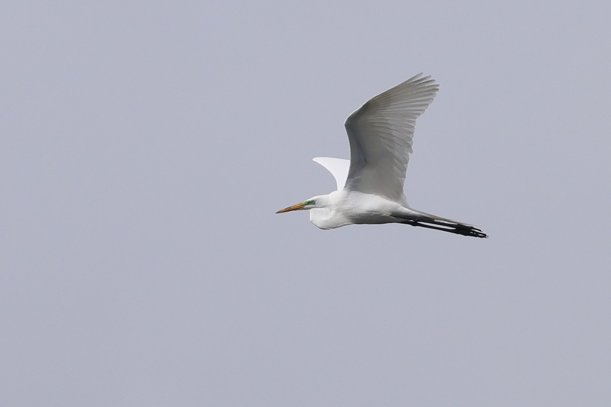 Great Egret - ML637362604
