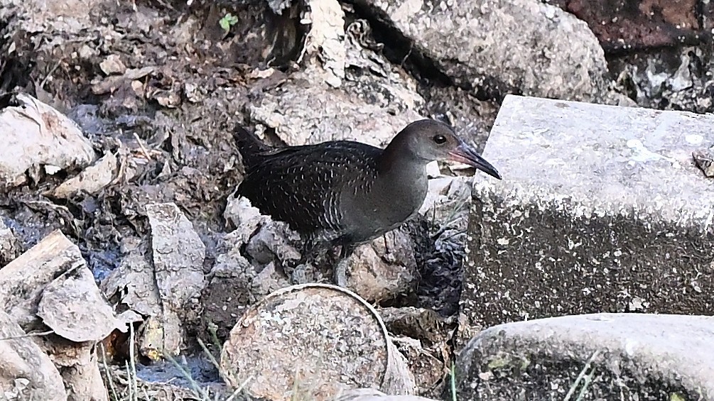 Slaty-breasted Rail - ML637362615
