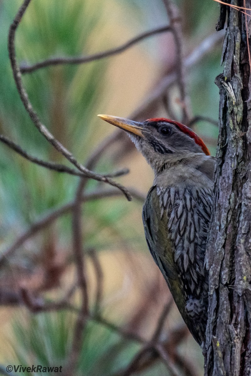 Scaly-bellied Woodpecker - ML637362630
