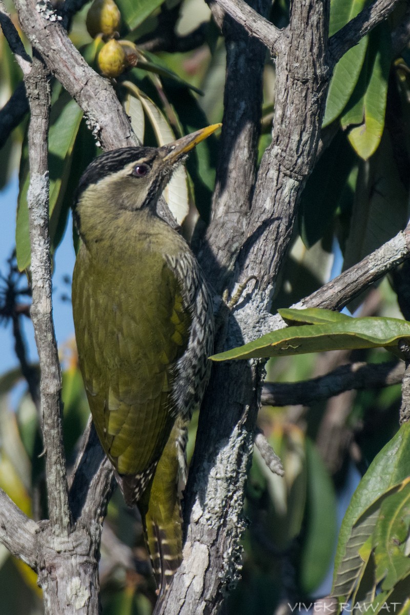 Scaly-bellied Woodpecker - ML637362645