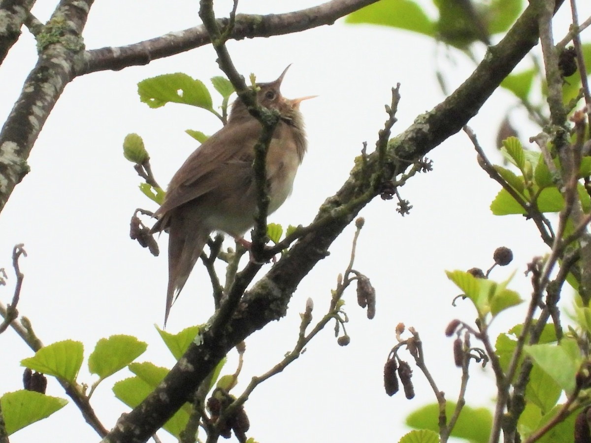 River Warbler - ML637362653