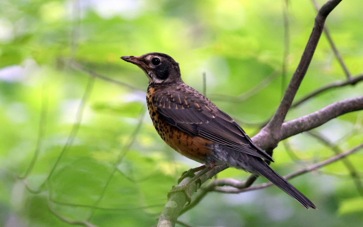 American Robin - ML637362688
