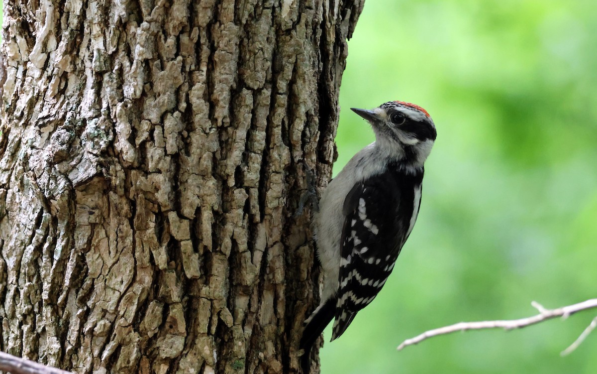 Downy Woodpecker - ML637362689