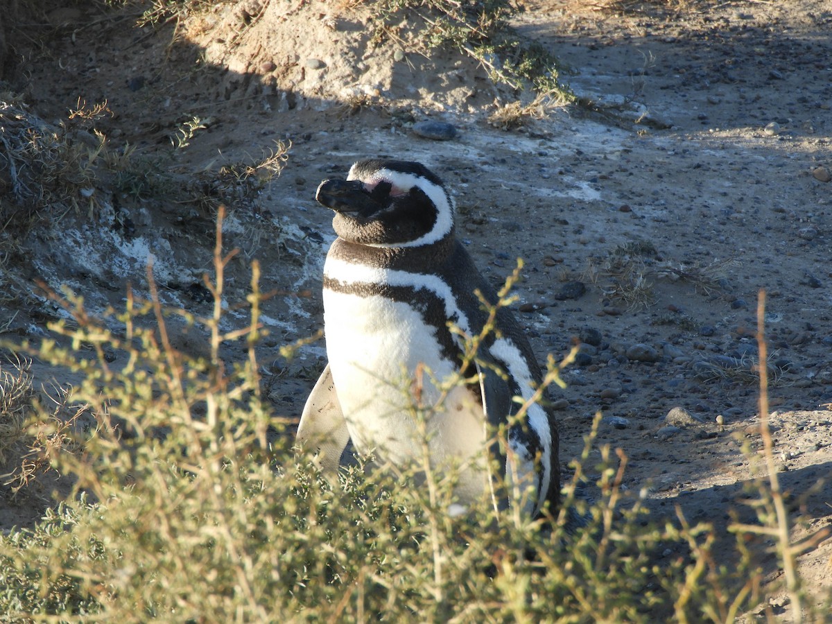 Magellanpinguin - ML637362712