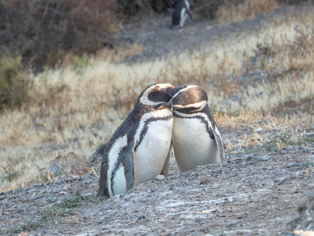 Magellanpinguin - ML637362714