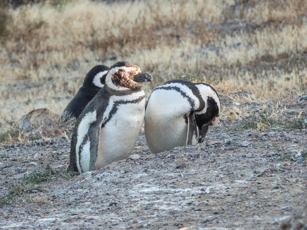 Magellanpinguin - ML637362715
